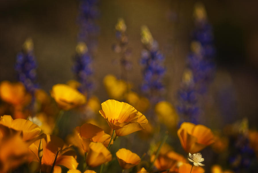 Flower Photograph - The Beauty of Spring  by Saija Lehtonen