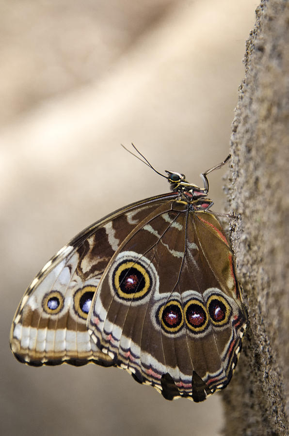 The Beauty of the Butterfly  Photograph by Saija Lehtonen