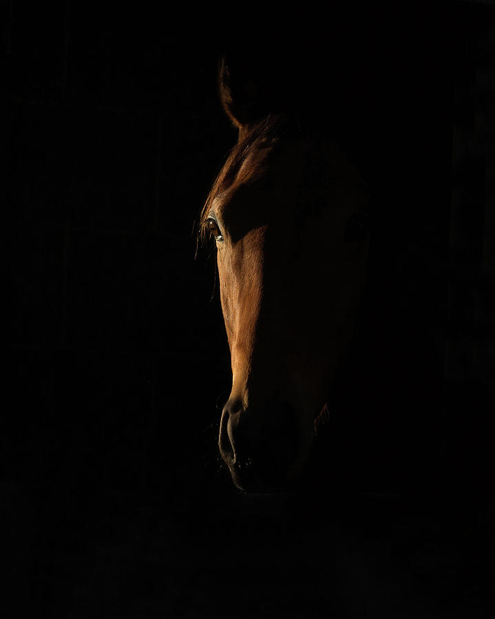 Thoroughbred Photograph - The Beauty Of The Thoroughbred by Sharon Lee Chapman Thoroughbred Photograph - The Beauty Of The Thoroughbred by Sharon Lee Chapman