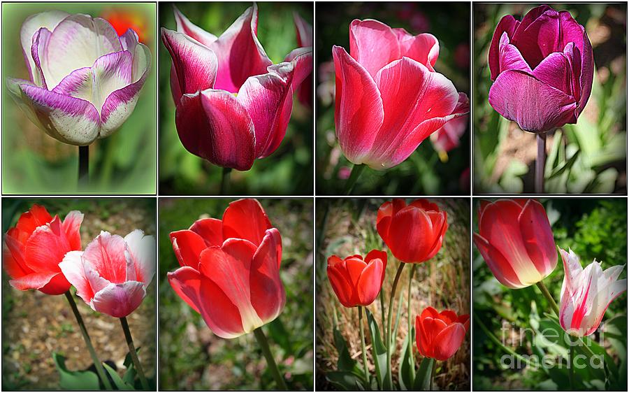 The Beauty of Tulips Photograph by Dora Sofia Caputo
