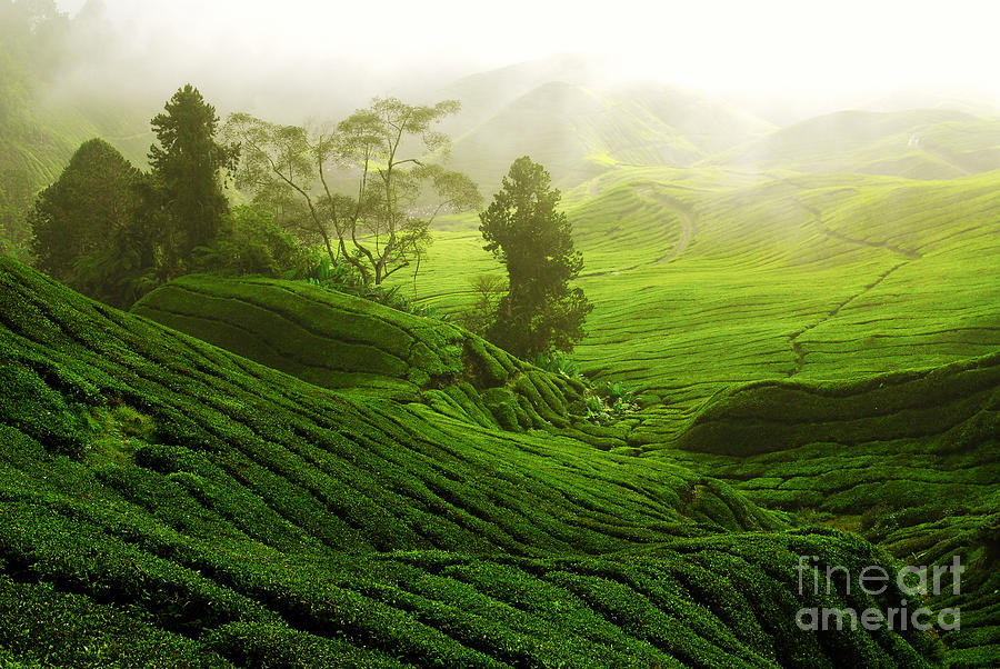 The Beauty Tea Plantation Photograph by Boon Mee