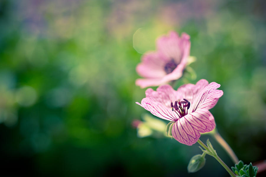 Flower Photograph - The Beauty Within by Priya Ghose