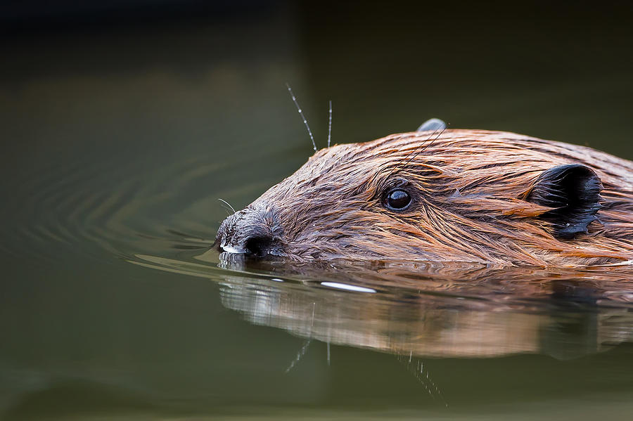Beaver Photograph - The Beaver by Bill Wakeley
