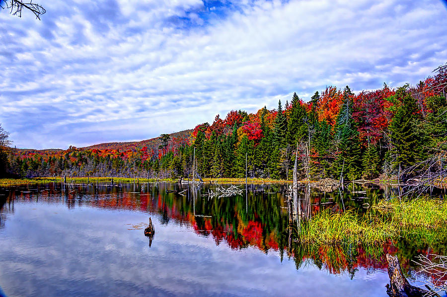 The Beaver Pond Photograph by Jean Hutchison