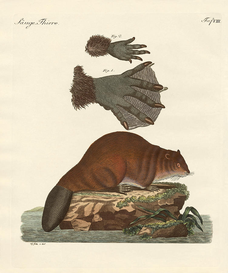 Mammal Drawing - The beaver by Splendid Art Prints