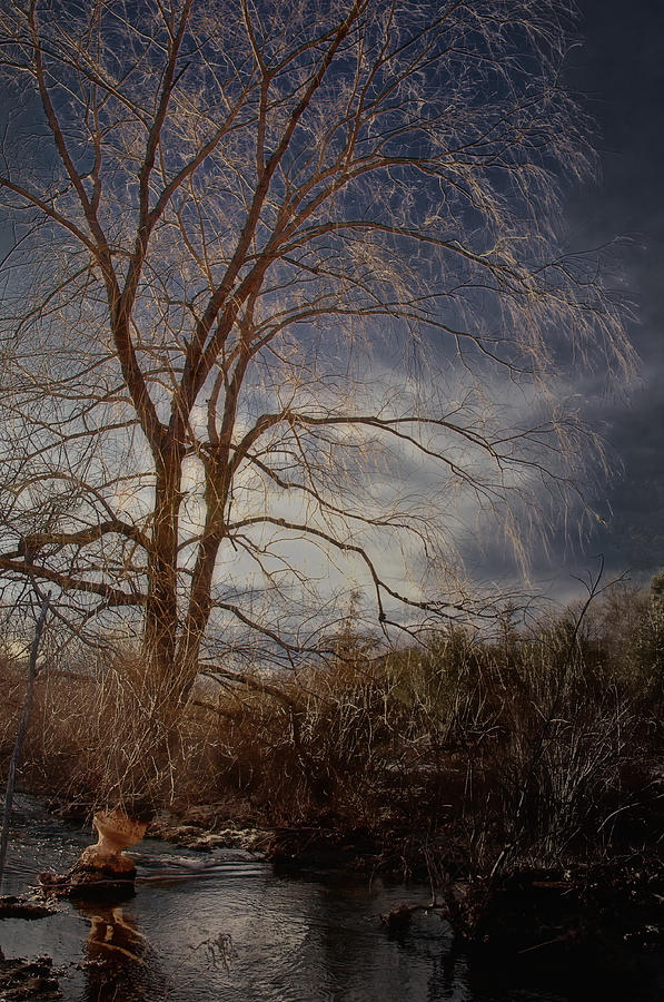 Landscape Photograph - The Beavers Tree by Steven Mancinelli