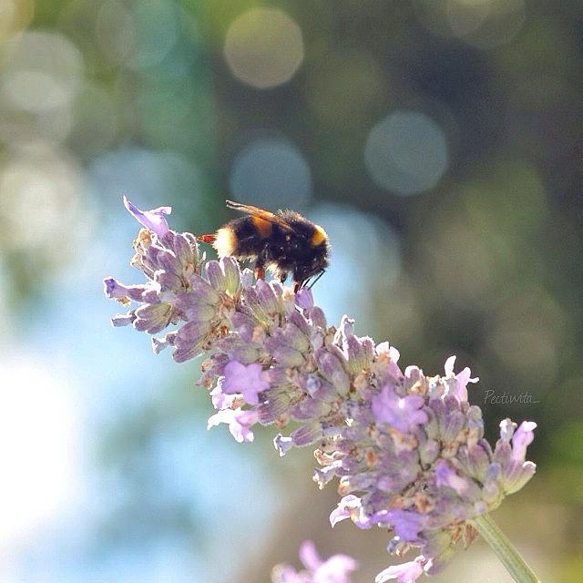 The Bee 🐝 The Bokeh & The Lavender Photograph by Deb Maciver