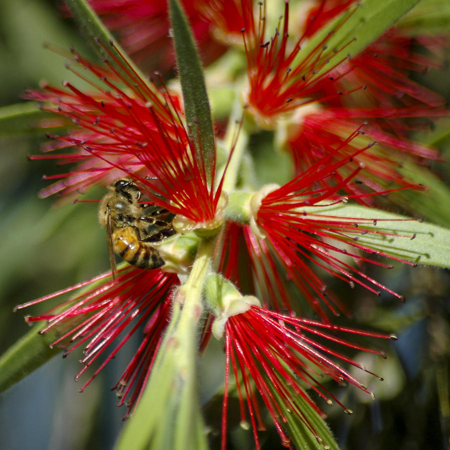 The Bee and Bottlebrush Photograph by Carolyn Marshall