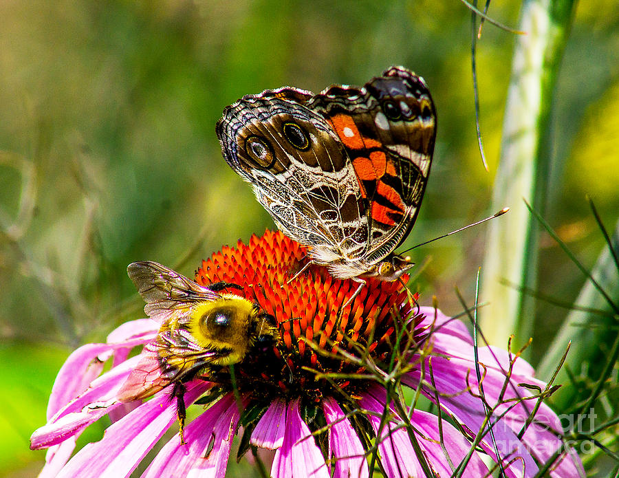The Bee and the Butterfly Photograph by Nick Zelinsky Jr