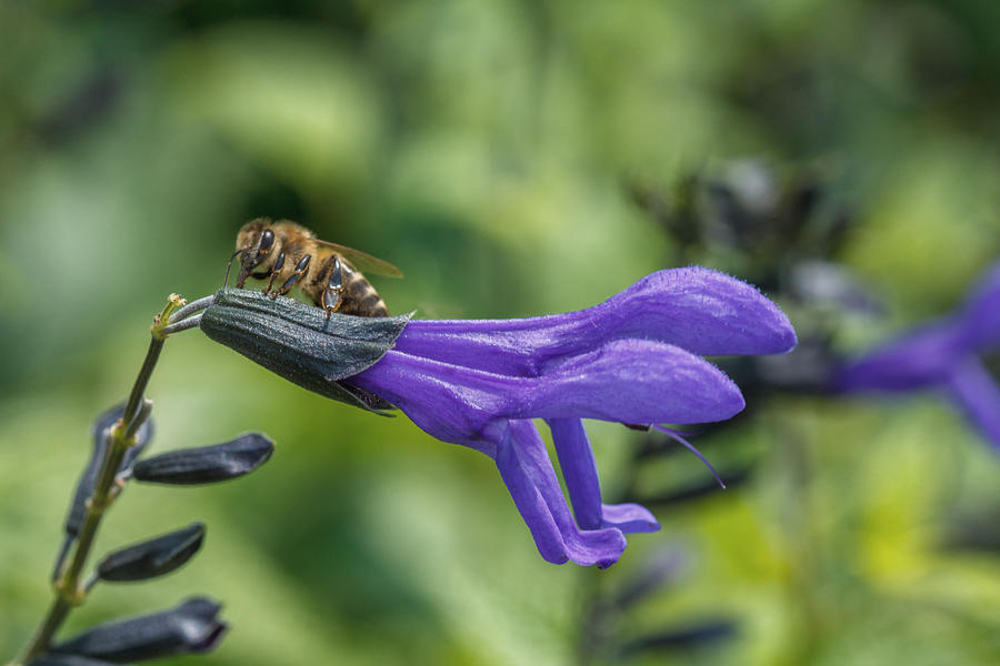 The Bee And The Purple Flowers Photograph
