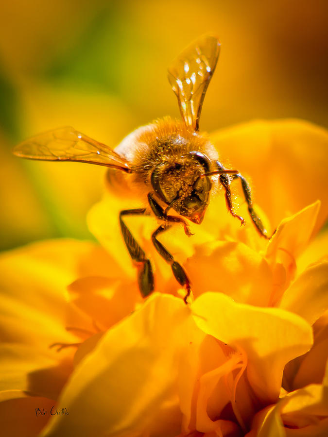 The Bee gets its pollen Photograph by Bob Orsillo