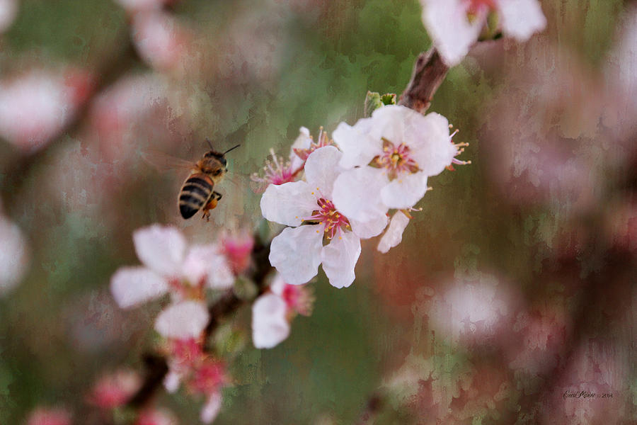 Insects Photograph - The Bee in the Cherry Tree by Ericamaxine Price