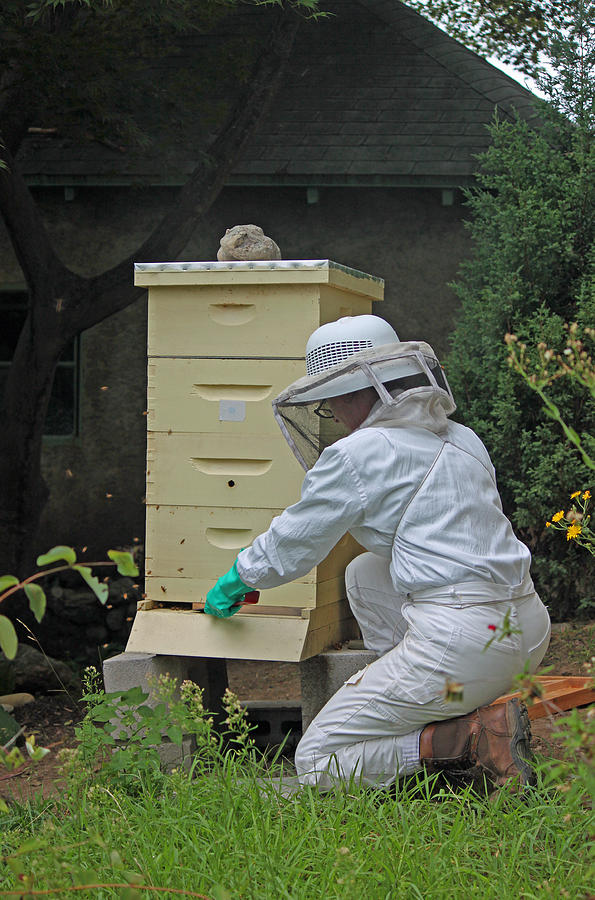Nature Photograph - The Beekeeper II by Suzanne Gaff