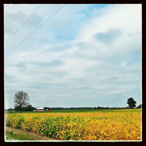 Soybeans Photograph - The Beginning Of Autumnal Splendor by Sandy MacGowan