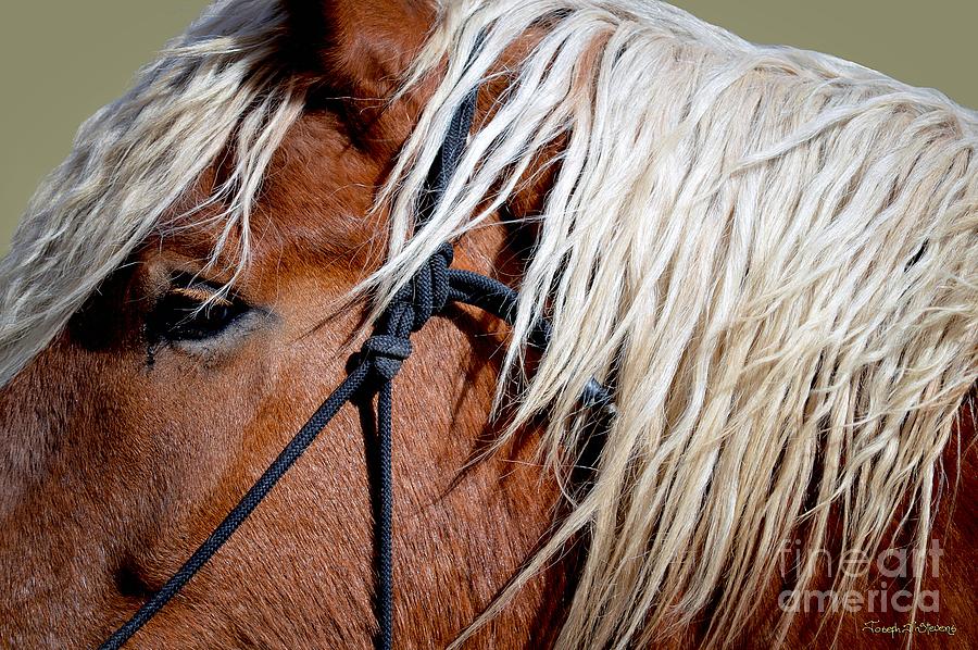 The Belgian Horse Photograph by Joseph J Stevens