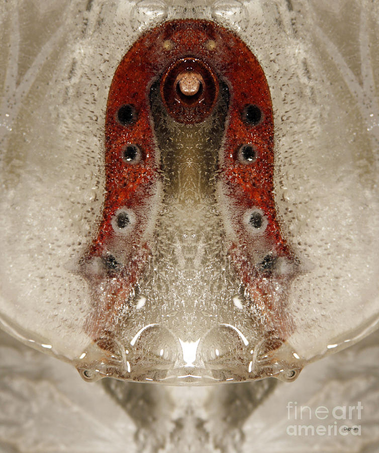 Violin Photograph - The Bell Scroll by Steven Digman Violin Photograph - The Bell Scroll by Steven Digman