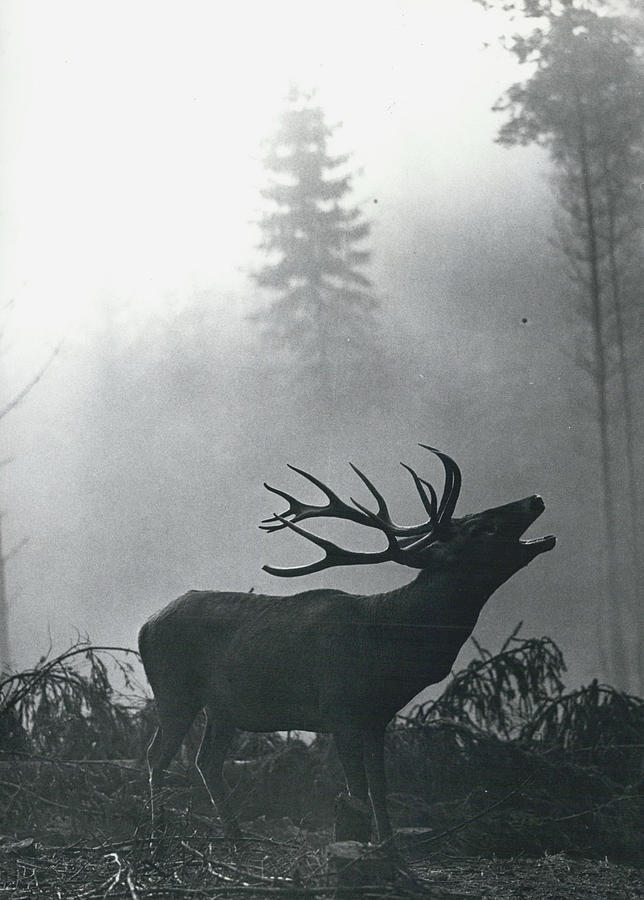 The Belling The Deer  Photograph by Retro Images Archive