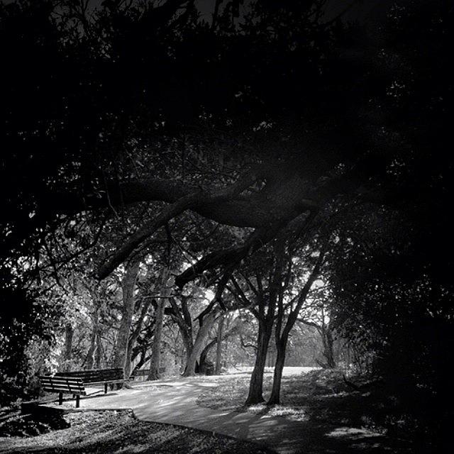 Austintexas Photograph - The Bench | Gracyswood Park | Austin by Christy LaSalle