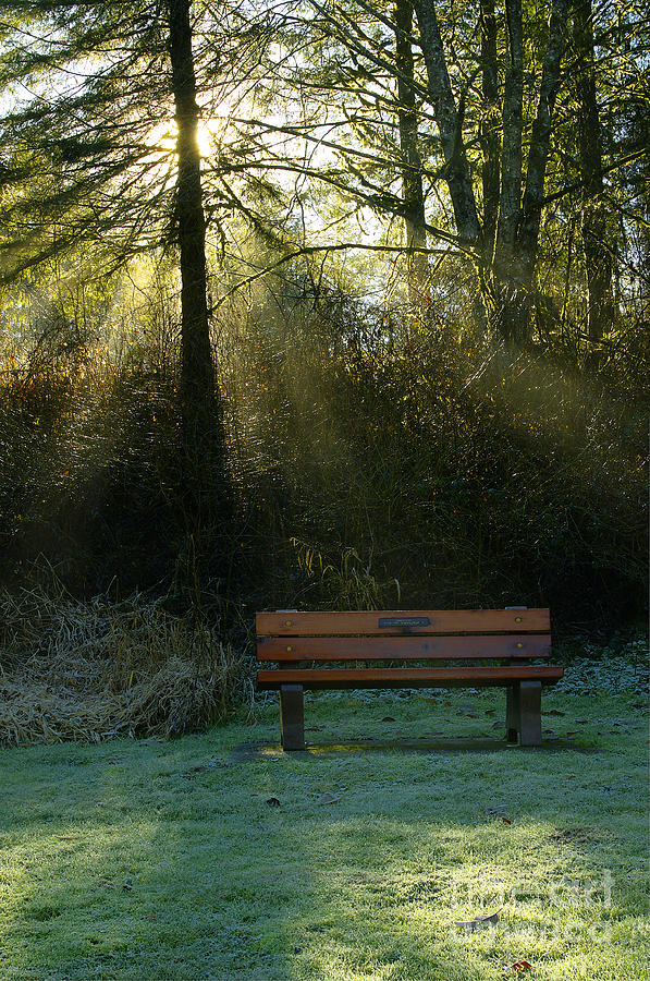 The Bench Photograph by Sharon Talson