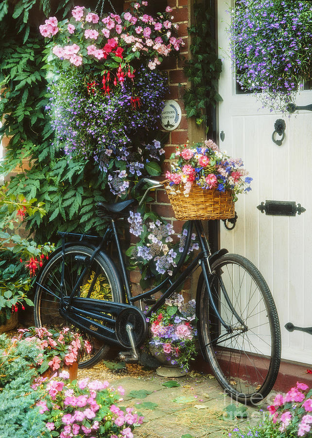 The Bicycle at Lavender Cottage Photograph by MGL Meiklejohn Graphics Licensing