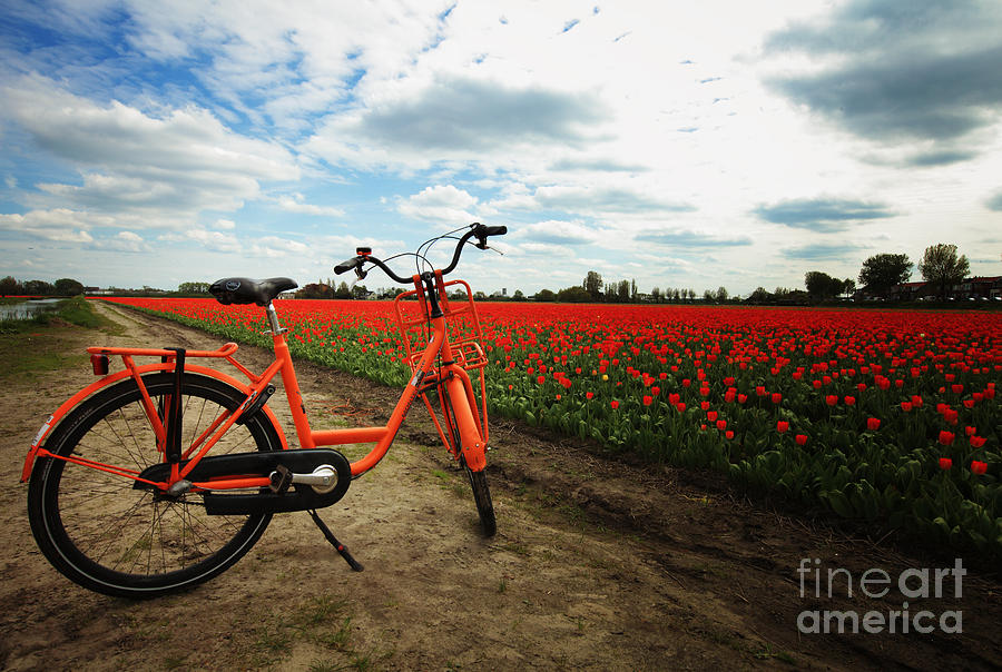 Tulip Photograph - The bicycle  by LHJB Photography