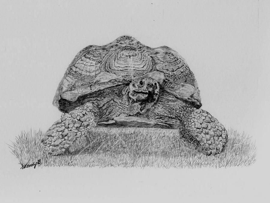 Turtle Drawing - The Big Brute by Wendy Brunell
