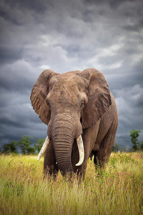 Africa Photograph - The Big Bull by Mario Moreno