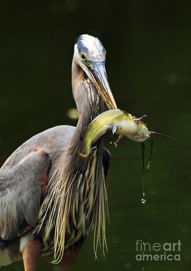 Heron Photograph - The Big Catch by Kathy Baccari