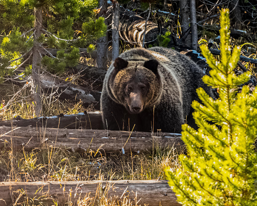 The Big Grizzly Boar Photograph by Yeates Photography