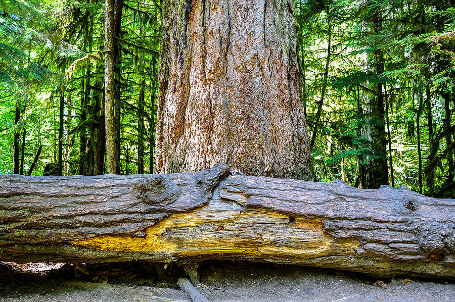The Big Tree Cathedral Grove #1 Photograph by Roxy Hurtubise