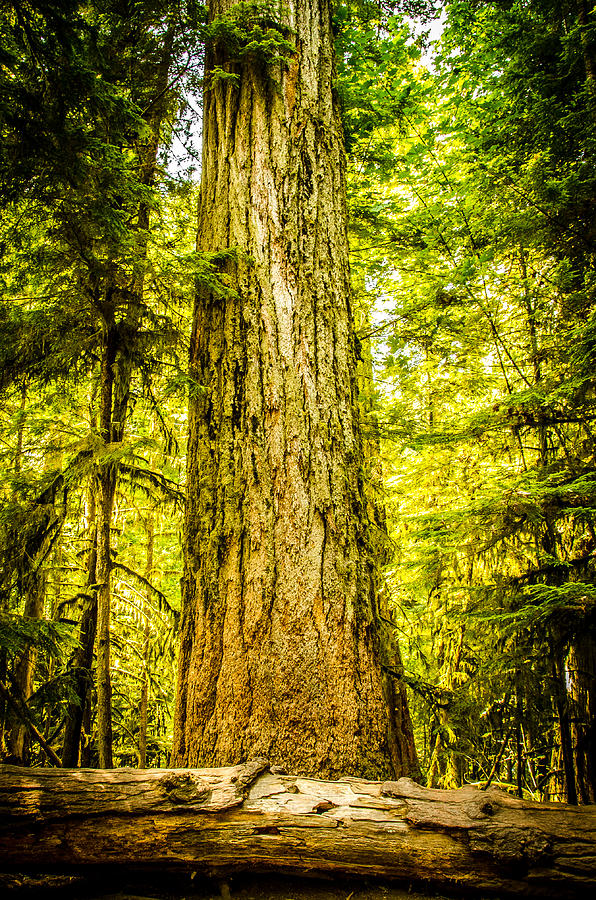 The Big Tree Cathedral Grove Photograph by Roxy Hurtubise