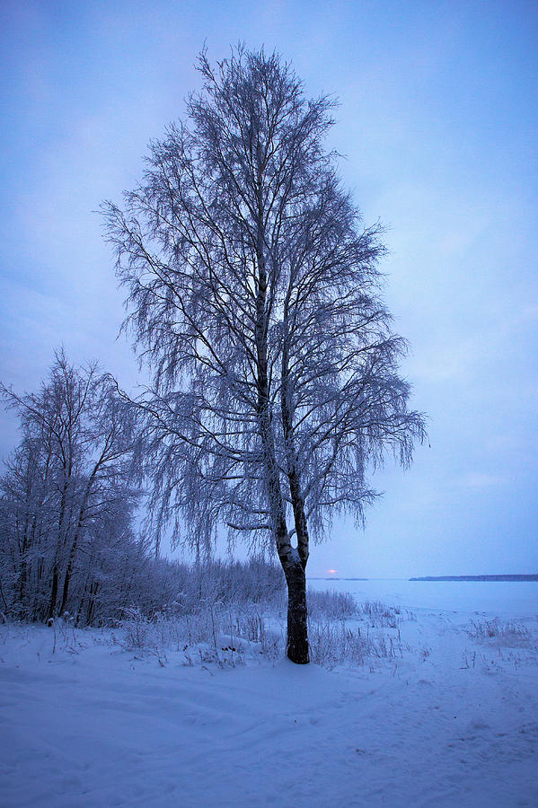 The Birch on the shore Photograph by Jouko Lehto