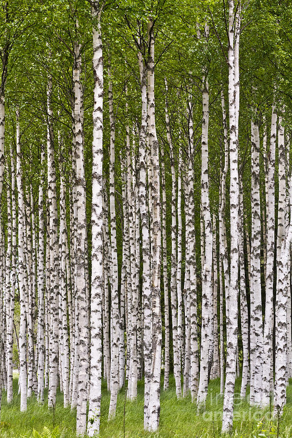 Nature Photograph - The Birch Wood by Heiko Koehrer-Wagner