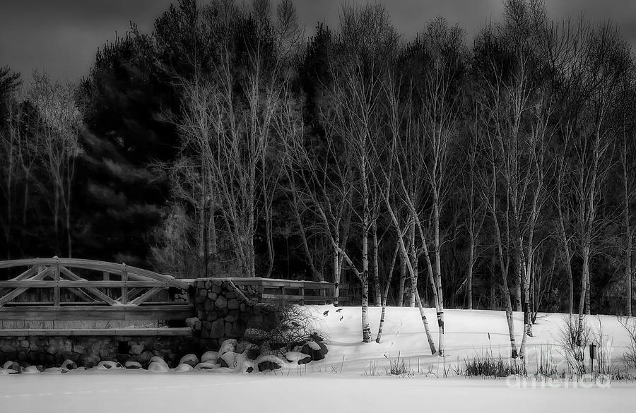 The Birches At The Bridge Photograph