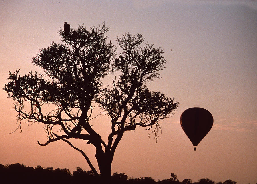 Bird Photograph - The Bird And The Balloon by Carl Purcell Bird Photograph - The Bird And The Balloon by Carl Purcell