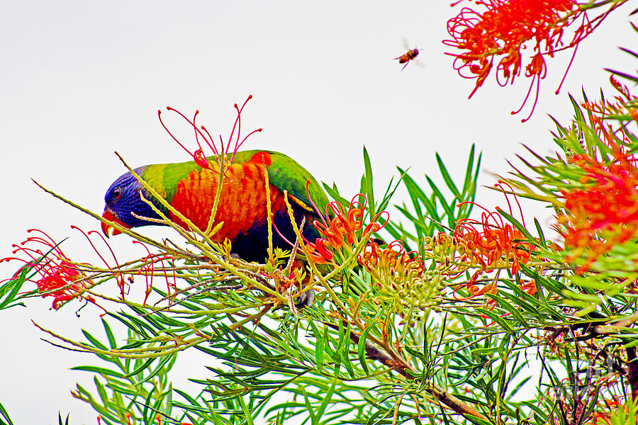 Parrot Photograph - The Bird and the Bee by Cassandra Buckley