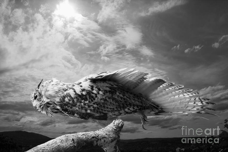 The Bird Photograph by Christine Sponchia