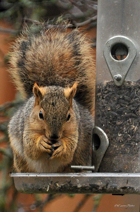 Catching Up At The Bird Feeder Photograph