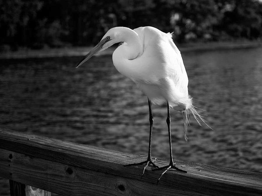 Seagull Photograph - The Bird by Howard Salmon
