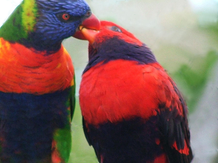 The Bird Kiss Photograph by Joe Bledsoe - Fine Art America