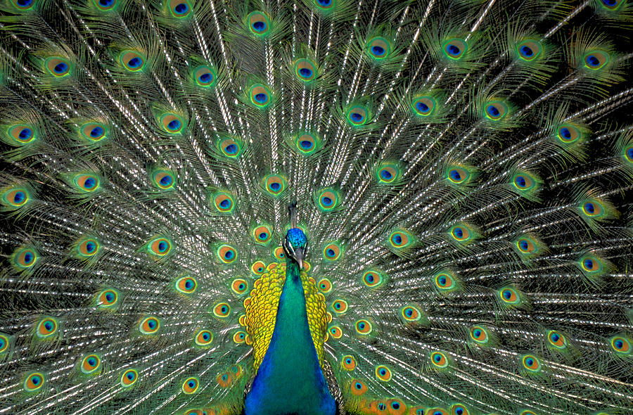Peacock Photograph - The Bird of a Thousand Eyes by Carl Purcell