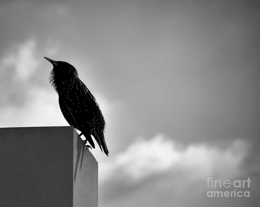 The Bird on The Wall Photograph by Norman Gabitzsch