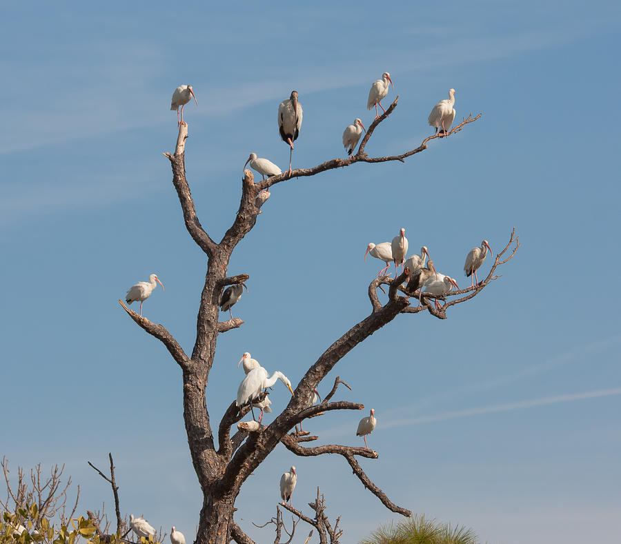 Wildlife Photograph - The Bird Tree by John M Bailey