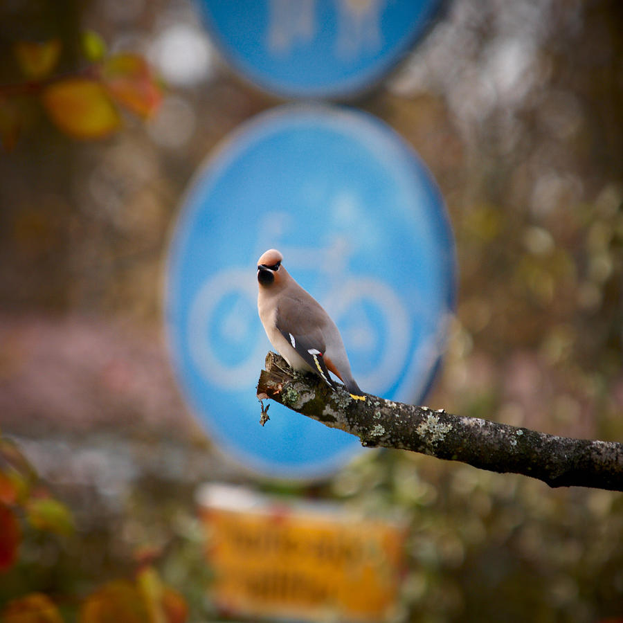 The bird without a bike Photograph by Jouko Lehto