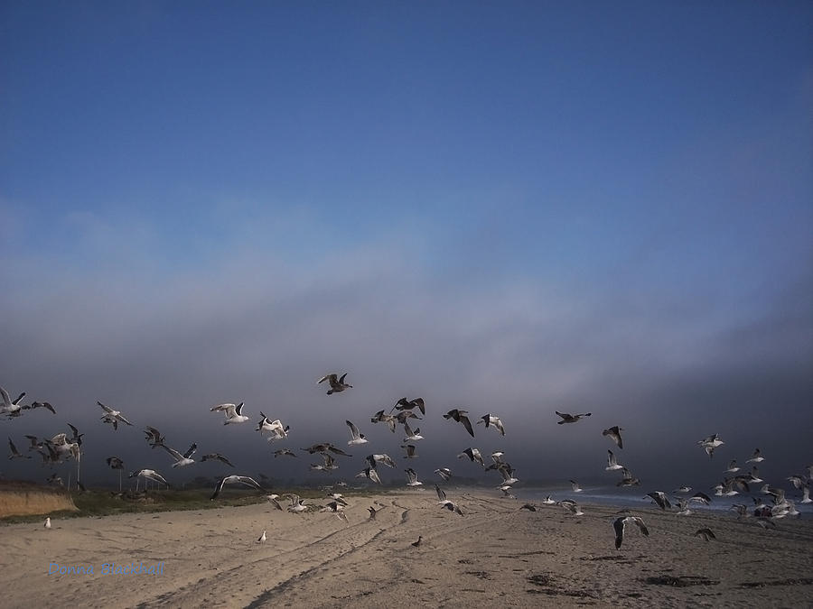 The Birds Photograph by Donna Blackhall