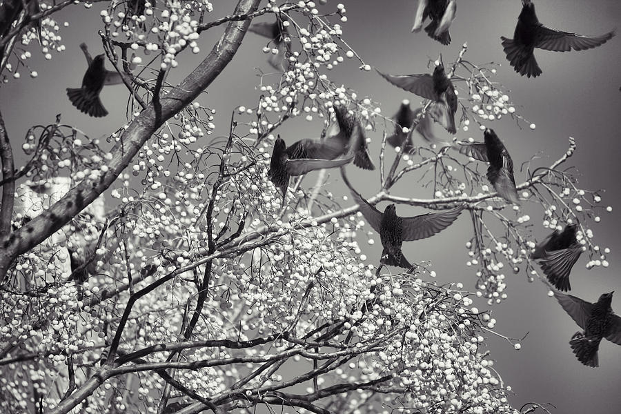 The Birds Photograph by Jason Politte