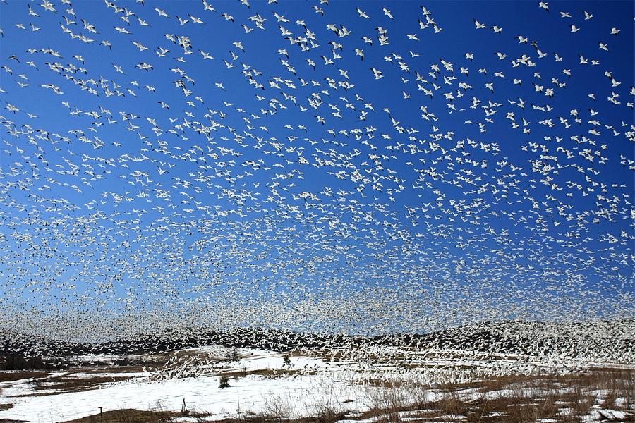 The Birds Photograph by Lori Deiter
