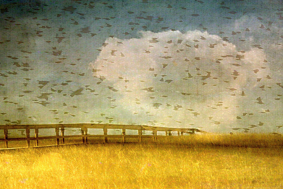 Sky with birds and clouds Photograph by Marysue Ryan