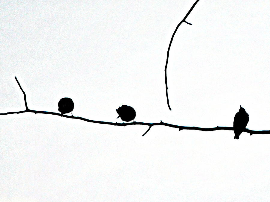 Bird Photograph - The Birds by Michael Dohnalek
