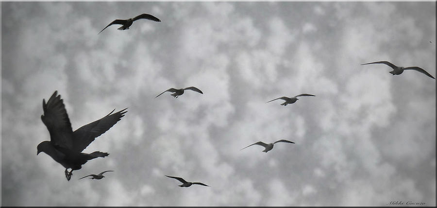 Bird Photograph - The Birds by Mikki Cucuzzo